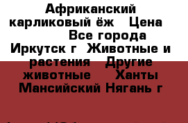 Африканский карликовый ёж › Цена ­ 6 000 - Все города, Иркутск г. Животные и растения » Другие животные   . Ханты-Мансийский,Нягань г.